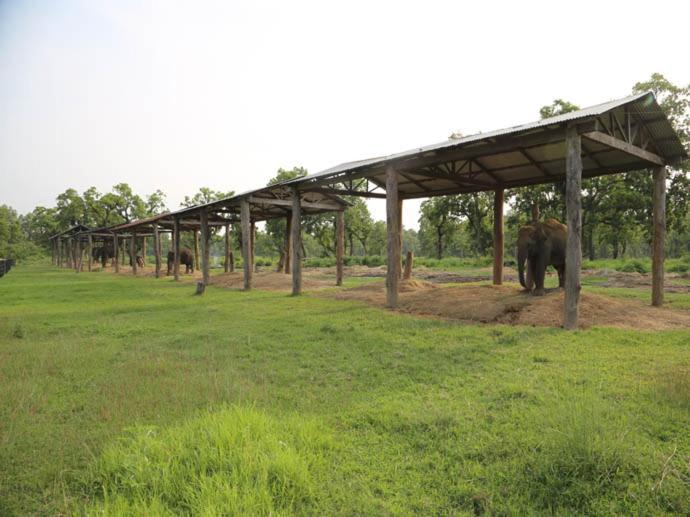 Hotel Royal Safari Sauraha Exterior photo